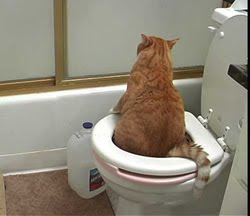 katt som kissar inne